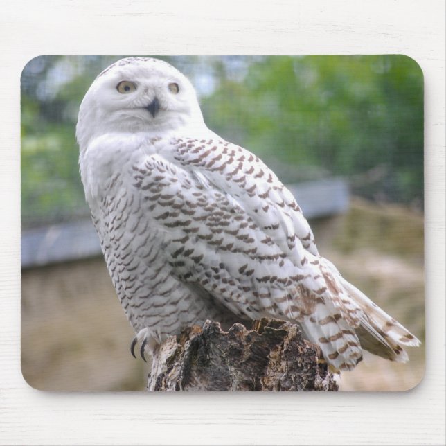 Snow owl mouse pad (Front)