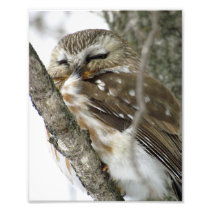 Snow Owl Photo Print