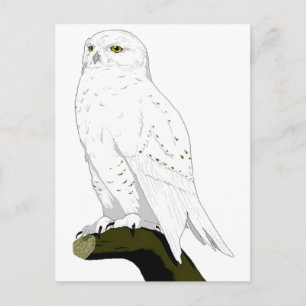 Snow Owl Postcard