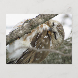 Snow Owl Postcard