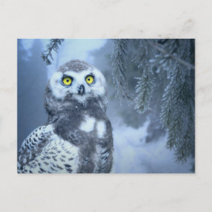 snow owl postcard