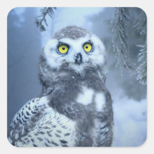 snow owl stickers