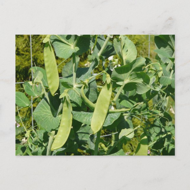 Snow Peas in the Vegetable Garden Postcard (Front)