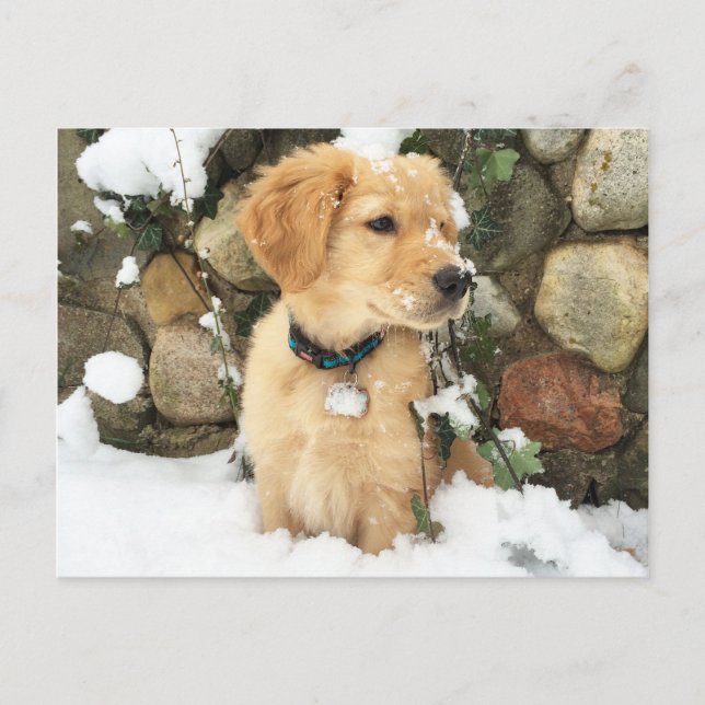 Snow Puppy Postcard (Front)