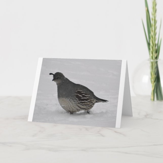 Snow Quail Card (Front)