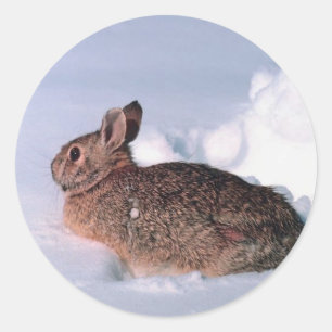 Snow Rabbit Christmas Card Envelope Seals