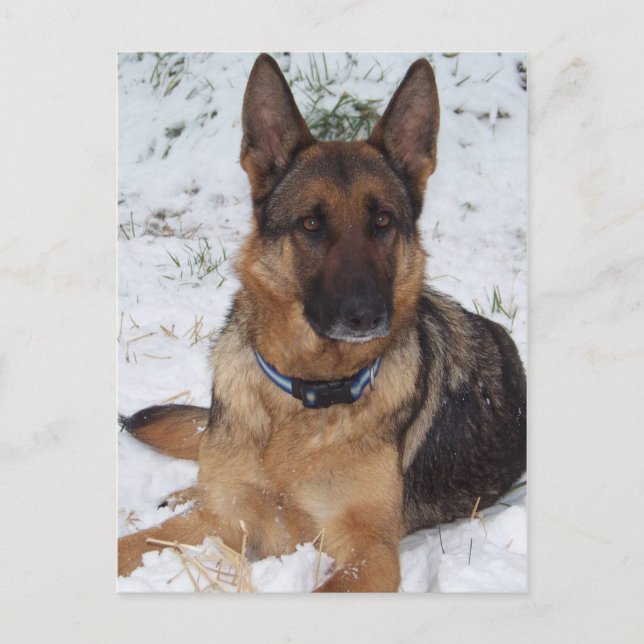 Snow Shepherd Postcard (Front)