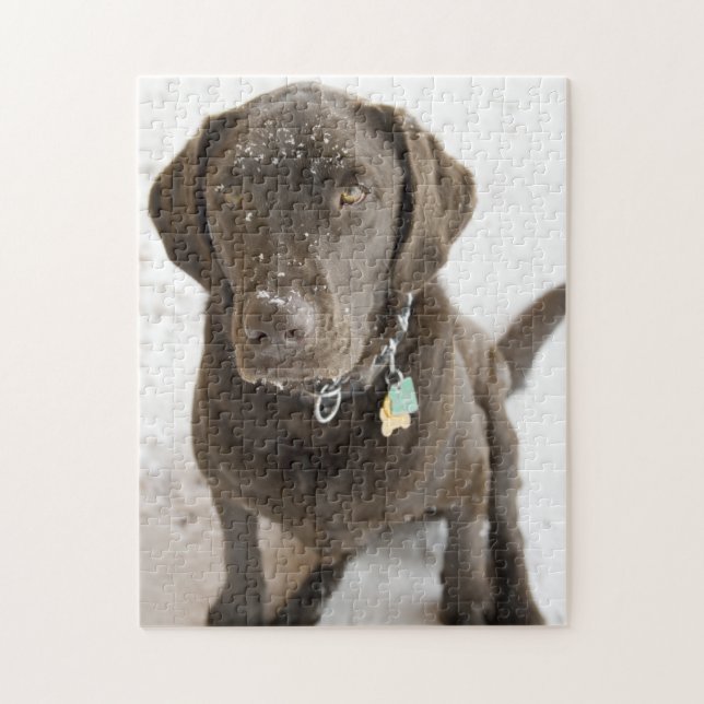 Snow Sprinkled Chocolate Lab Photograph Jigsaw Puzzle (Vertical)