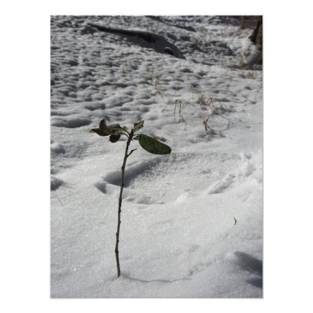 "Snow Sprout" Photo Print (Front)