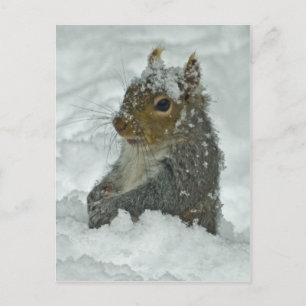 Snow Squirrel Postcard