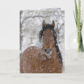 Snow Stallion Greeting Card