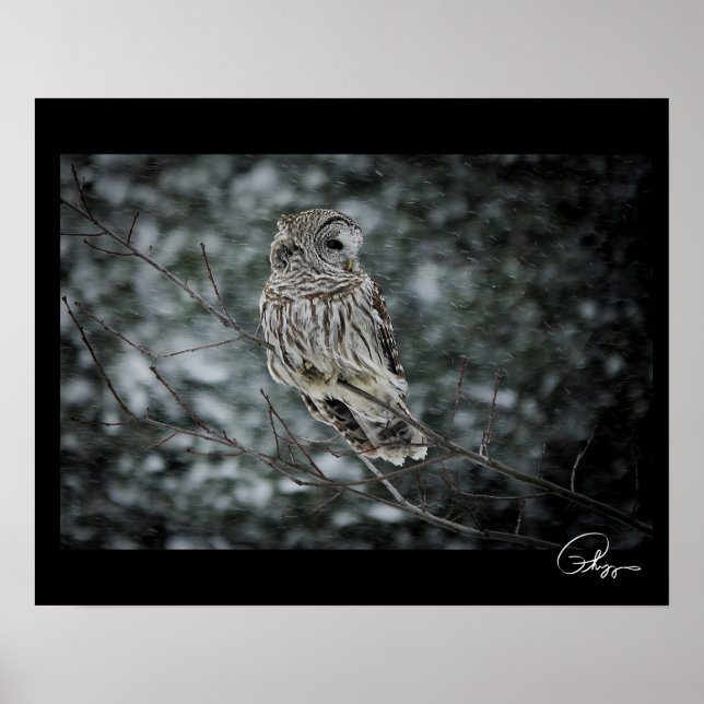 Snow Storm Barred Owl Poster (Front)