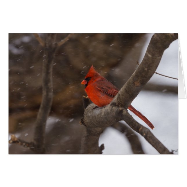 Snow Storm Cardinal (Front Horizontal)