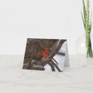 Snow Storm Cardinal Card