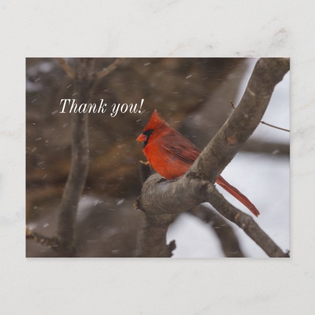 Snow Storm Cardinal Thank You Postcard (Front)