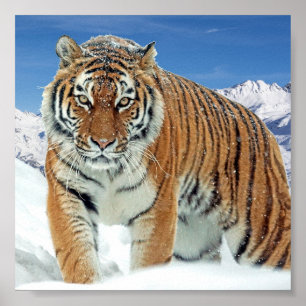 Snow Tiger Mountains Nature Winter Photo Poster