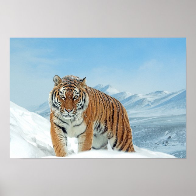 Snow Tiger Winter Nature Photo Mountains Poster (Front)