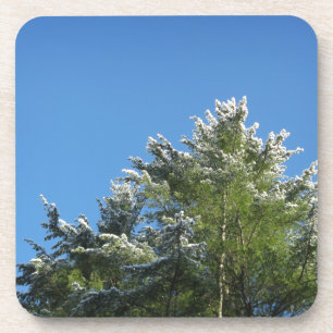 Snow-tipped Pine Tree on Blue Sky Coaster