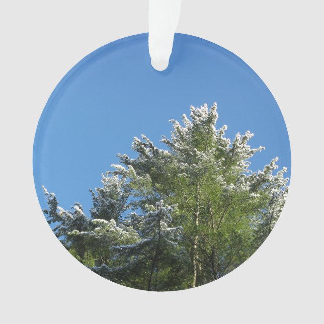 Snow-tipped Pine Tree on Blue Sky Ornament (Front)