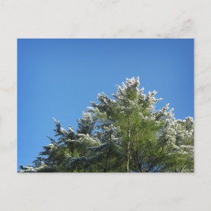 Snow-tipped Pine Tree on Blue Sky Postcard