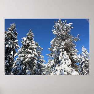 Snow top evergreen poster