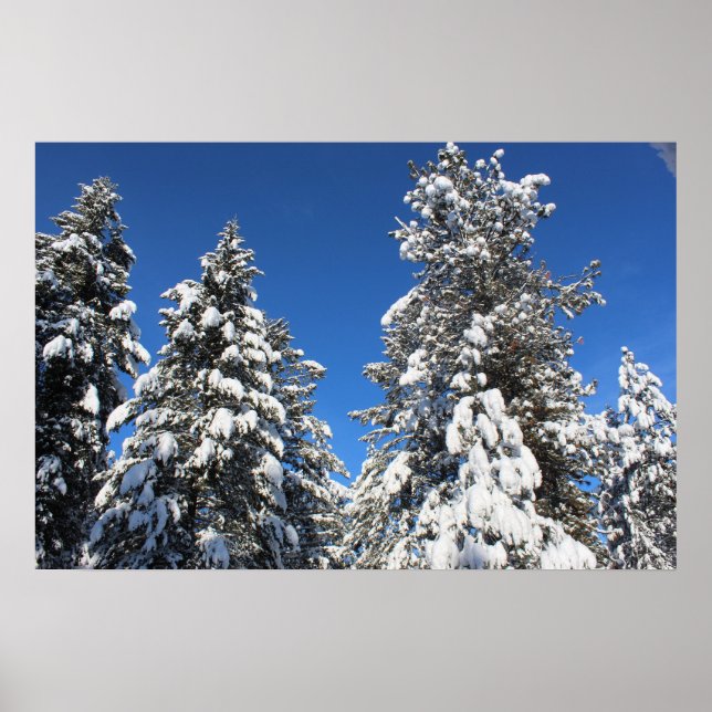 Snow top evergreen poster (Front)