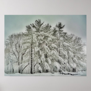 Snow Trees   HDR Poster