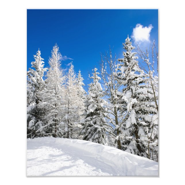 Snow trees under a clear blue sky photo print (Front)