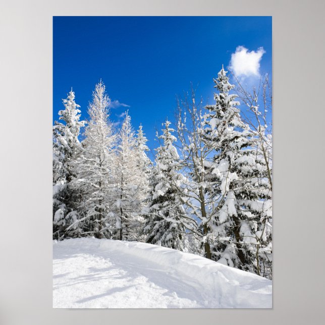 Snow trees under a clear blue sky poster (Front)