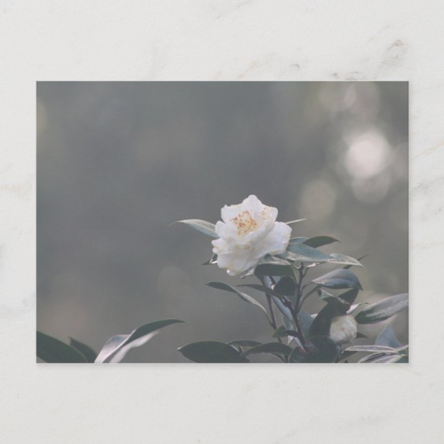 Snow White Camilla Postcard (Front)