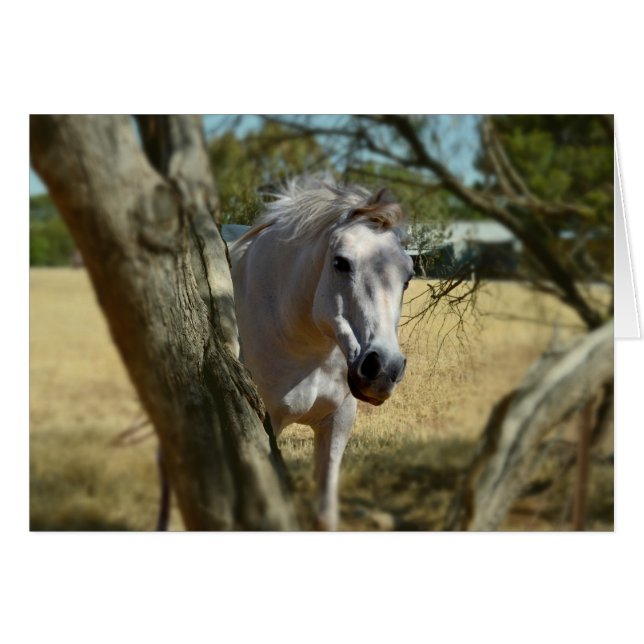 Snow White The Horse,_ (Front Horizontal)