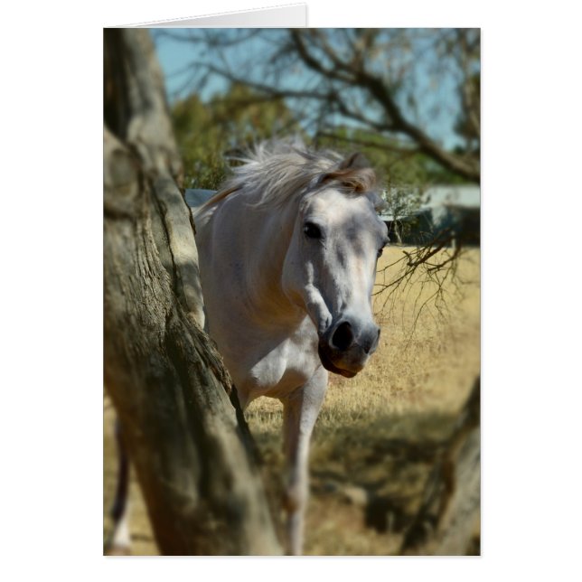 Snow White The Horse,_ (Front)