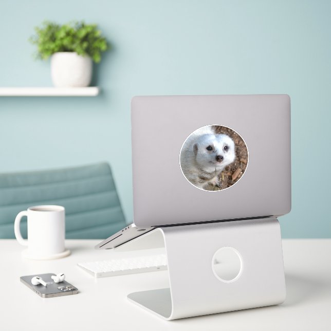 Snow White The Meerkat, (Laptop On Desk)