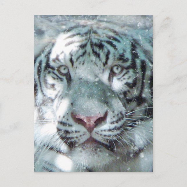 Snow White Tiger Postcard (Front)