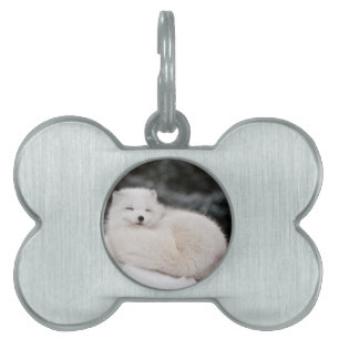 snow winter weather frozen snow ice Arctic Fox Pet ID Tag