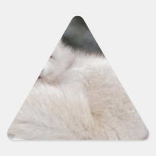 snow winter weather frozen snow ice Arctic Fox Triangle Sticker