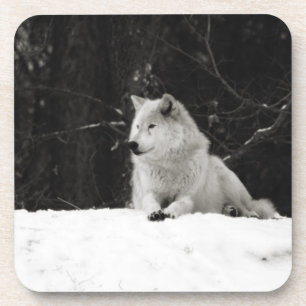 Snow Wolf Coaster