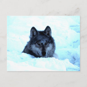 Snow Wolf  Wolves Postcard