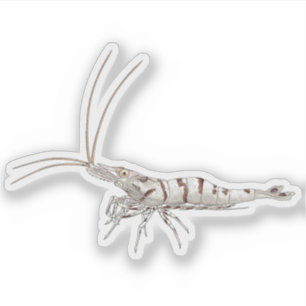 Snow Zebra Shrimp - Animal Sticker Collection