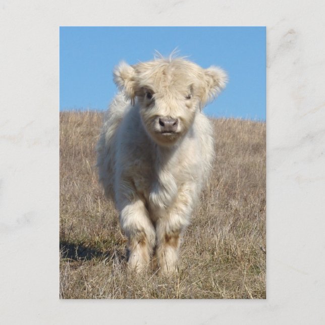 Snowball the Highland calf Postcard (Front)