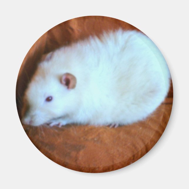 Snowball White Rat Magnet (Front)