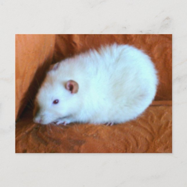 Snowball White Rat Postcard (Front)