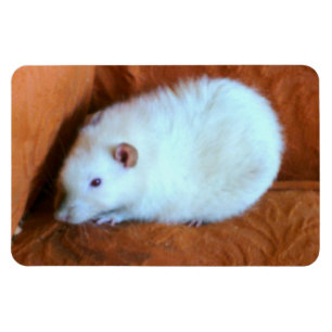 Snowball White Rat Premium Magnet