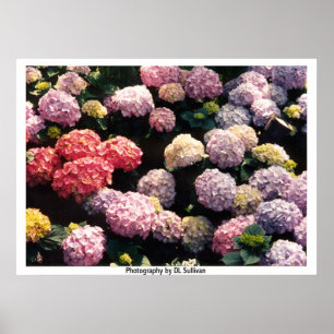 Snowballs in Pink and Purple  by TDGallery Poster