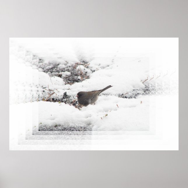 Snowbird 01 poster (Front)