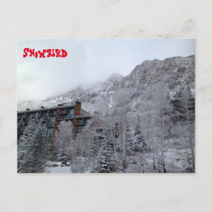 Snowbird Postcard