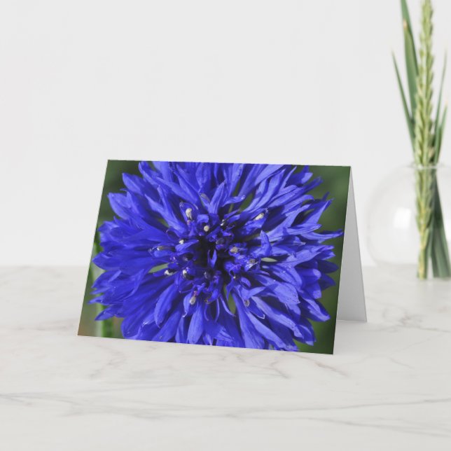 Snowcatcher Cornflower Birthday Card (Front)