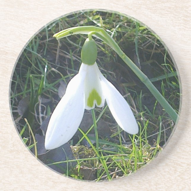 Snowdrop Coaster (Front)