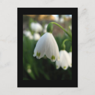 Snowdrop Flower Postcard