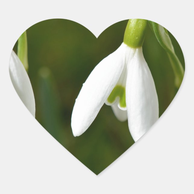 Snowdrop flowers heart sticker (Front)